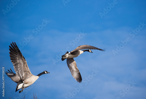 Geese in flight over George Washington Parkway in Washington, DC.