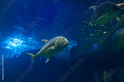 Moving exotic caranx fish underwater nature world aquarium.
