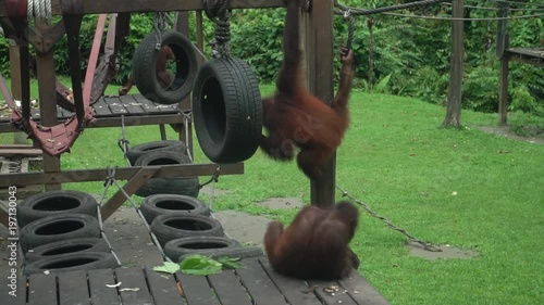 Small Orangutans (Pongo pygmaeus) Having Fun on Playground. Endangered Endemic Borneo Animal photo