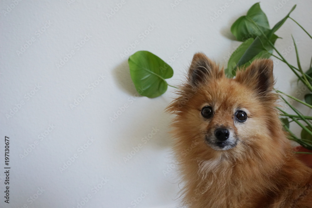 Obraz premium Cute Pomeranian