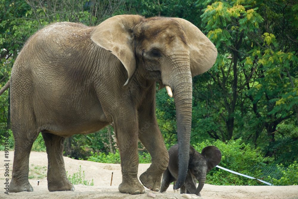Elephan with Calf