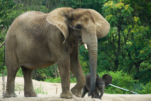 Elephan with Calf
