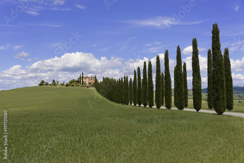 Zypressenallee zu auf einem Landhaus, bei Bagno Vignioni, San Quirico d'Orcia, Val d'Orcia, Provinz Siena, Toskana, Italien, Europa