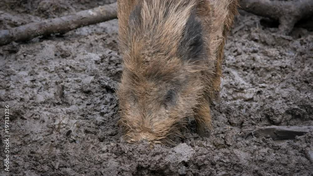 Wild boar (Sus scrofa) searching for food in mud Wild boar (Sus scrofa) searching for food in mud
