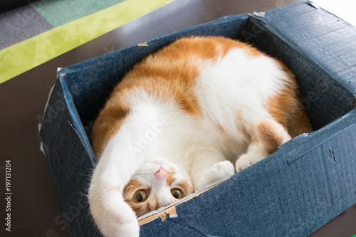 Photography ダンボールの箱で遊ぶ茶白ねこ