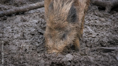 Wild boar (Sus scrofa) searching for food in mud