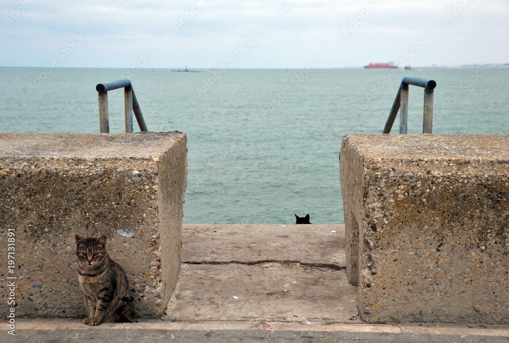 Obraz premium Cats on the seafront of the maritime city of Cadiz.