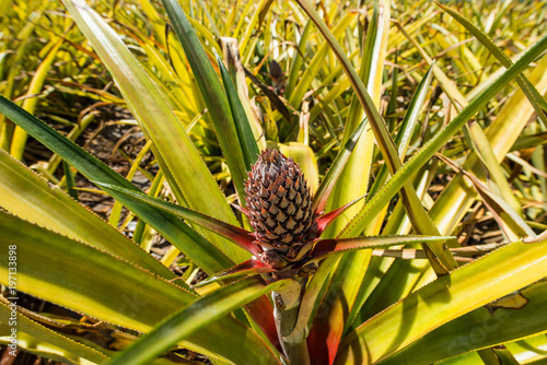 Pineapple plantation, Eleuthera Island, Bahamas