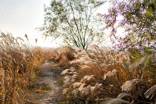 Wallpaper Mural 우음도, 가을 Torontodigital.ca