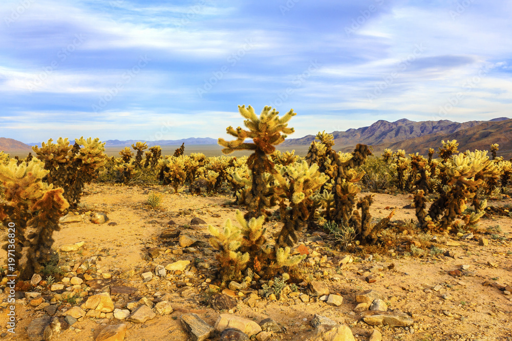 Beautiful landscape of Cholla Cactus Garden, Joshua Tree National Park, California, United States. Amazing desert background with cactuses.