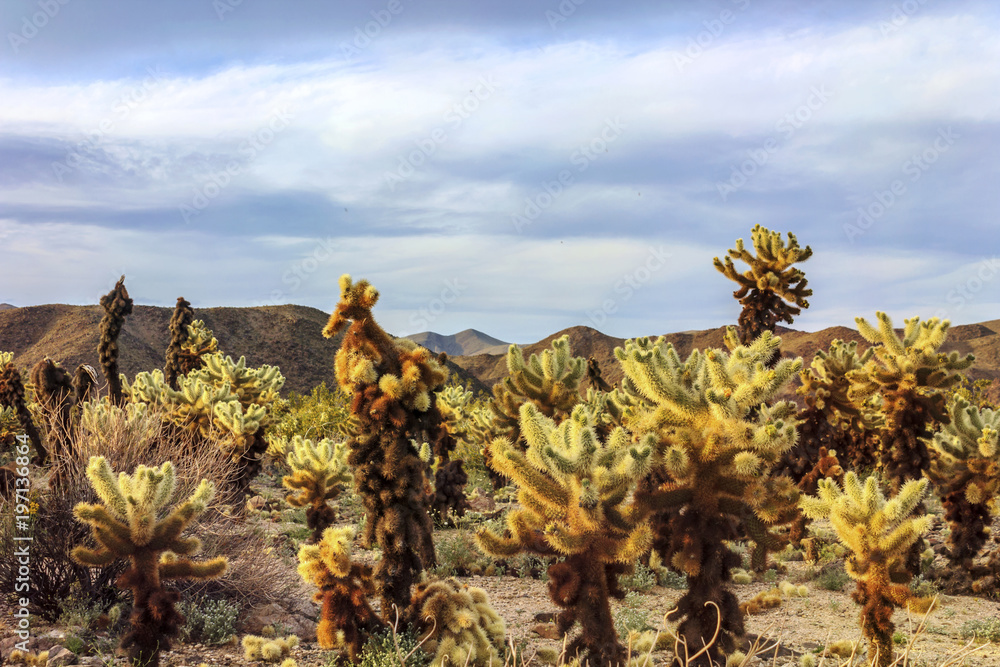 Cholla cactus, or Jumping Cholla, in the Cactus Garden area, Joshua Tree National Park, California, USA. Cholla cactus, or Jumping Cholla, in the Cactus Garden area, Joshua Tree National Park, California, USA.