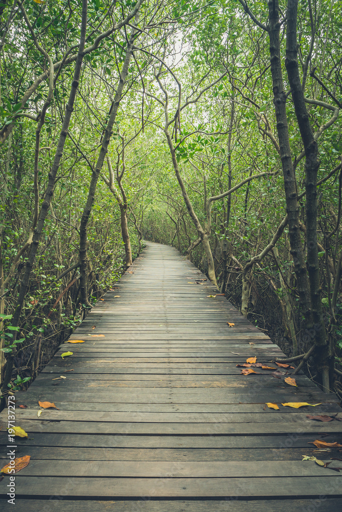 Obraz premium Old wooden bridge in mangrove forest ,Thailand