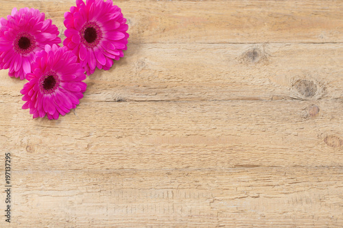 pink gerber on old wooden background