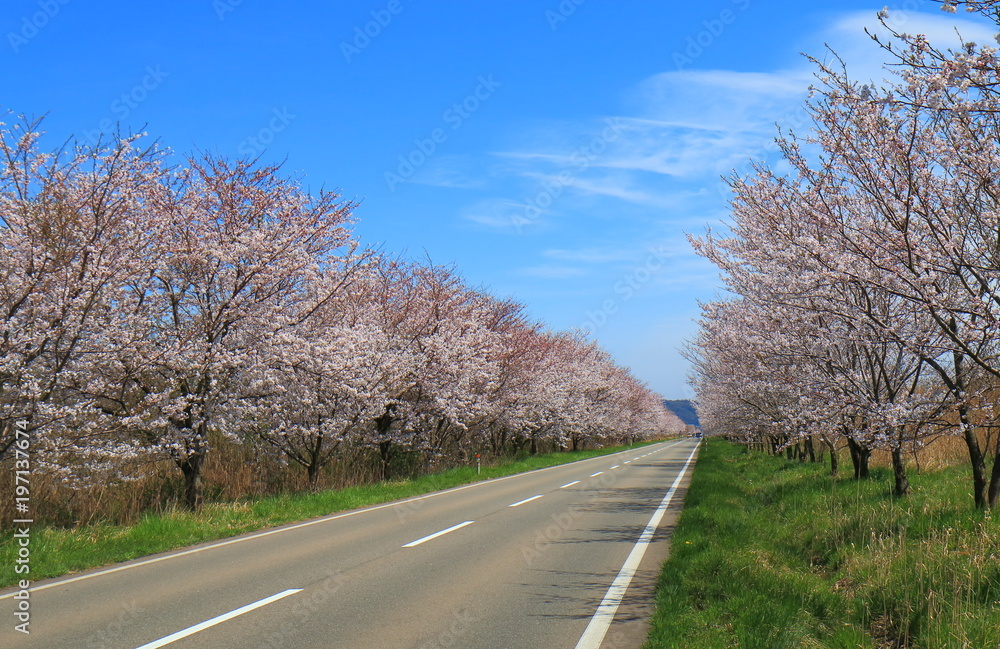 Cherry blossom in Kanazawa Japan Cherry blossom in Kanazawa Japan