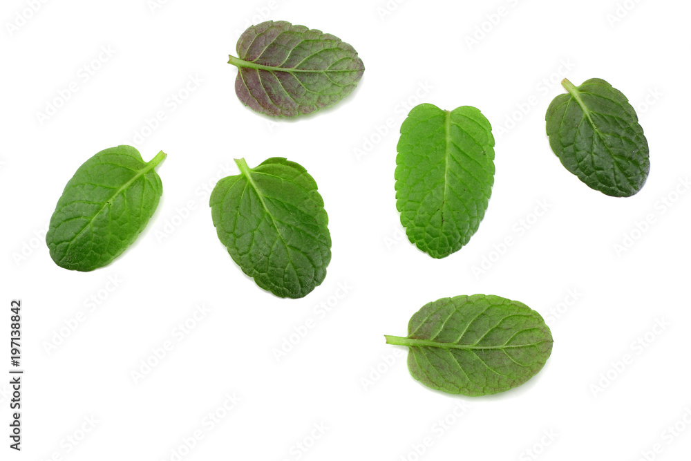 Mint leaf green plants isolated on white background, peppermint aromatic properties of strong teeth Mint leaf green plants isolated on white background, peppermint aromatic properties of strong teeth