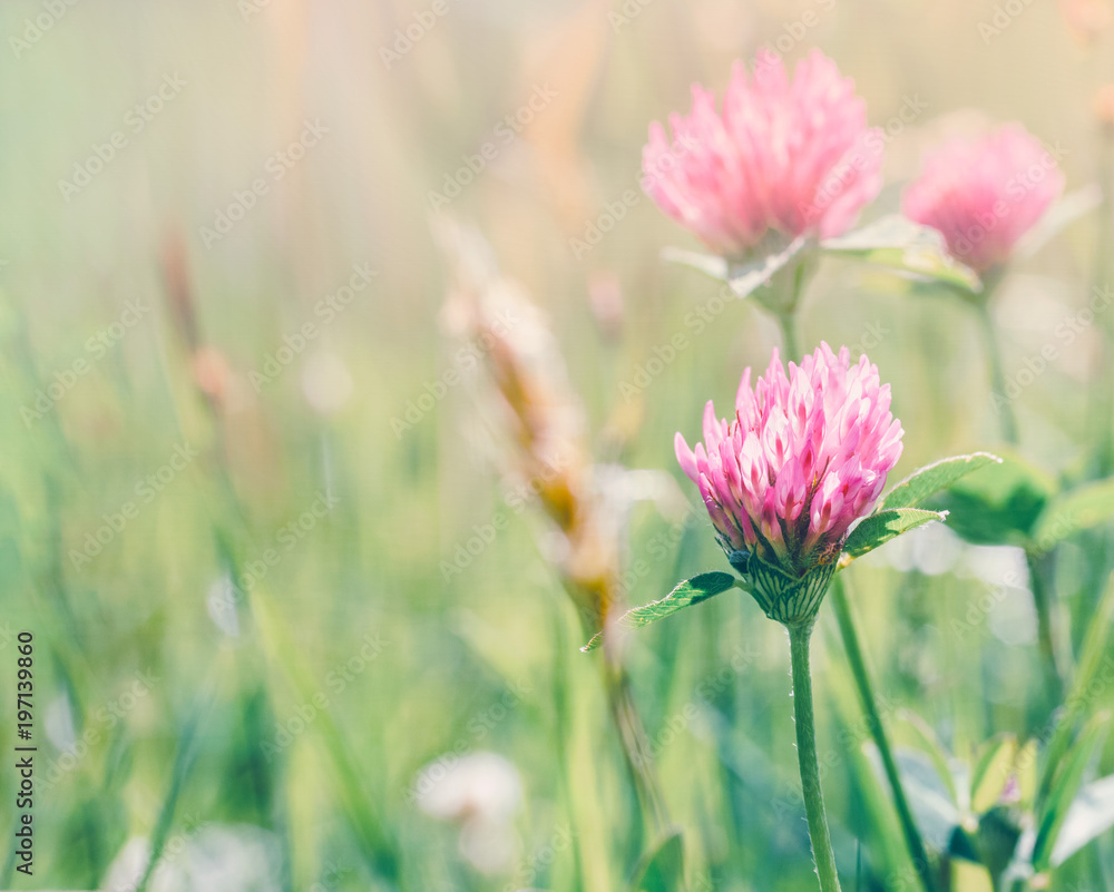 meadow with flowers of clover on a summer morning