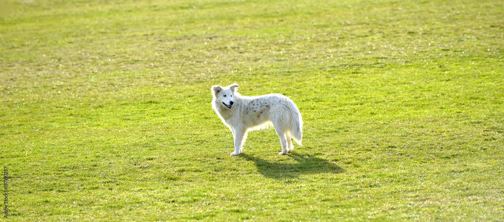 homeless abandoned stray dog on a soccer field homeless abandoned stray dog on a soccer field