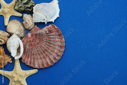 Scallop Shell and Starfish over Deep Blue background. Close-up view. Summer and Holliday Concept. copy space. photo