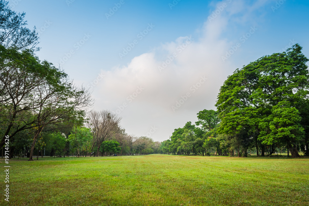 Green grass field with tree in Public Park Green grass field with tree in Public Park