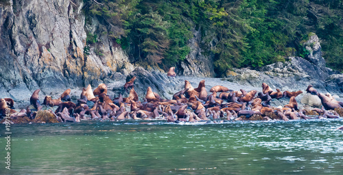 Sea Lions on coast southeast Alaska