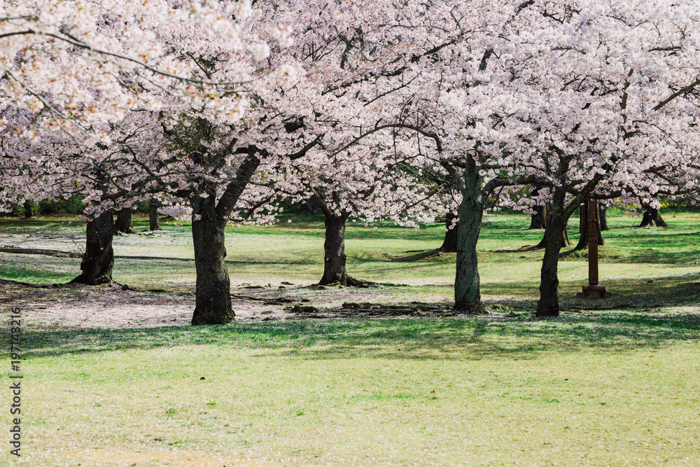 Cherry blossom trees on green lawn in Gyeongju, Korea