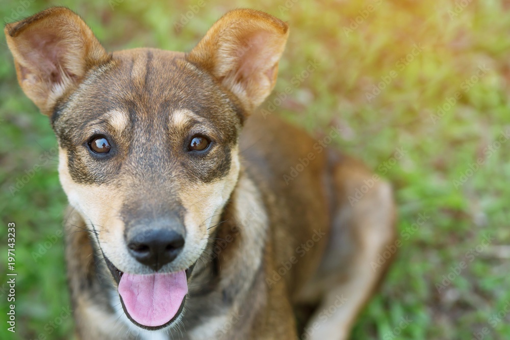 Fototapeta premium Dog puppy shy guilty is a shelter hound dog waiting looking up with lonely eyes an intense stare outdoors in nature. 