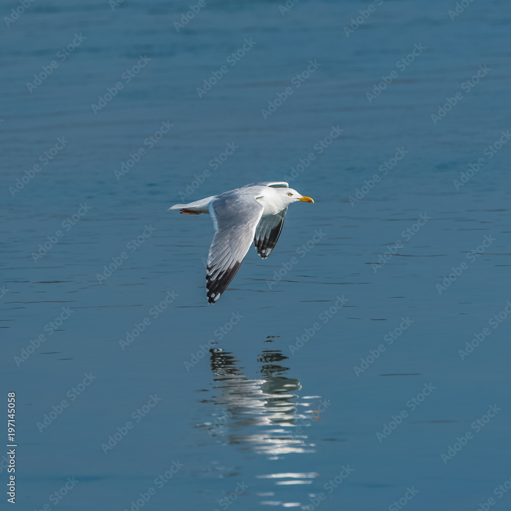 White gull flying on sunshine under the sea
White gull flying on sunshine under the sea