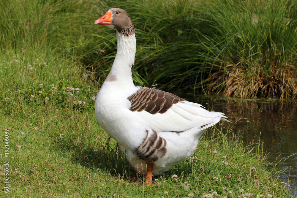 A fattened domestic goose on the clean grass by the pond. A fattened domestic goose on the clean grass by the pond.