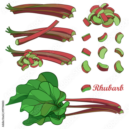 Quadro em tela Vector set with outline Rhubarb or Rheum vegetable in red and green isolated on white background