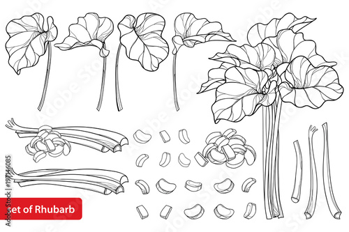 Vector set with outline Rhubarb or Rheum vegetable in black isolated on white background. Contour cut and whole stalk pieces, ornate leaf and Rhubarb bunch for organic food design and coloring book.