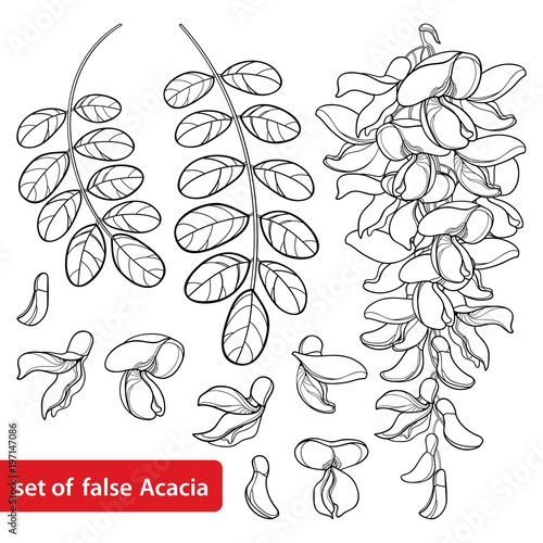 Vector set of outline white false Acacia or black Locust or Robinia flower bunch, bud and leaves in black isolated on white background. Blooming Acacia in contour for spring design or coloring book.