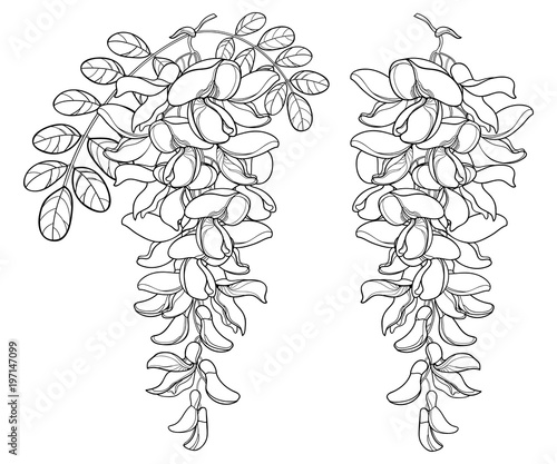 Vector branch of outline white false Acacia or black Locust or Robinia flower, bud and leaves in black isolated on white background. Blooming Acacia in contour for spring design or coloring book.