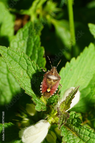 Macro view of the top of fluffy brown berry caucasian bug on green leaf nettle Lamium album inflorescence with white flowers photo