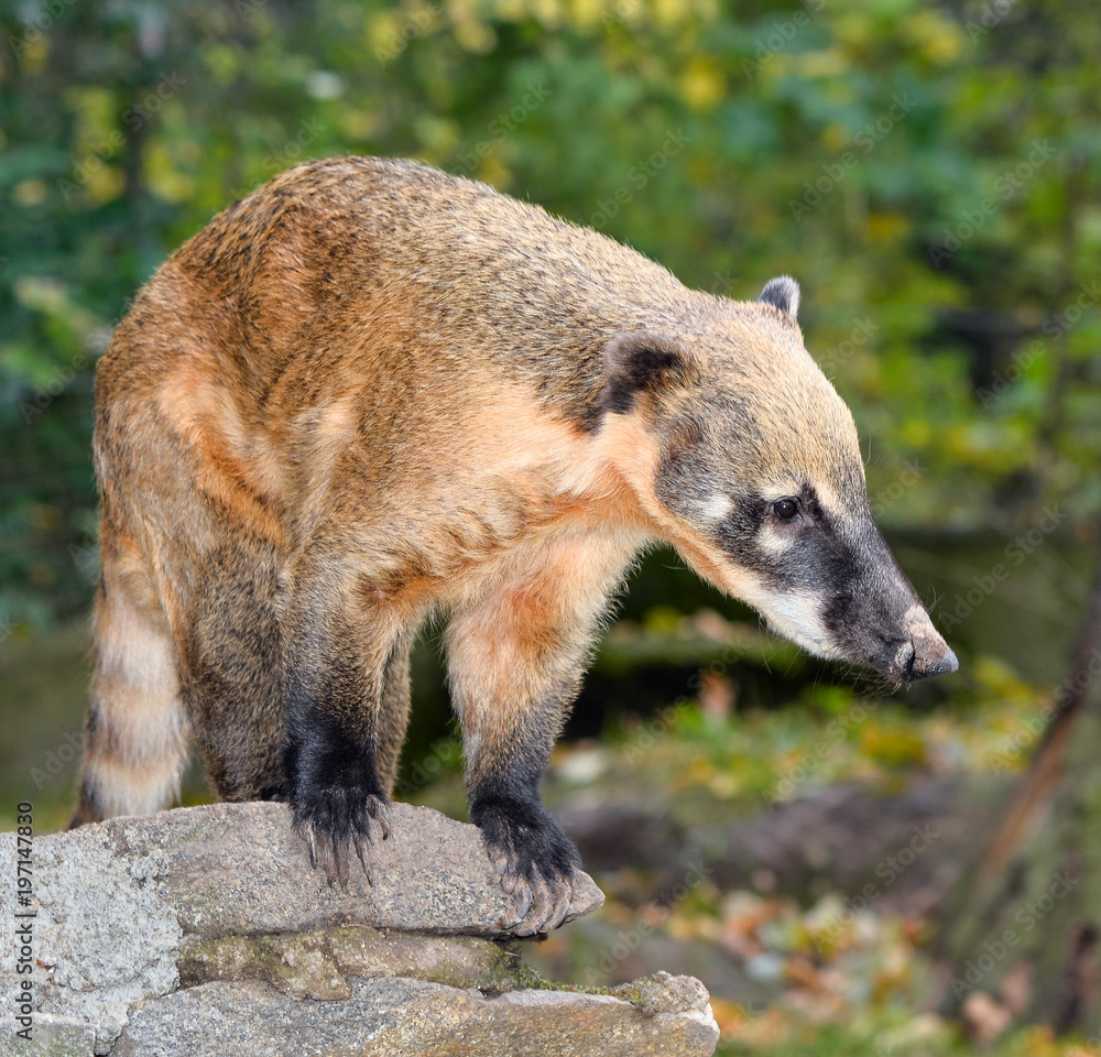 Сoati, genera Nasua and Nasuella, also known as the coatimundi is a member of the raccoon family native America. Сoati at natural background at zoo. Сoati, genera Nasua and Nasuella, also known as the coatimundi is a member of the raccoon family native America. Сoati at natural background at zoo.