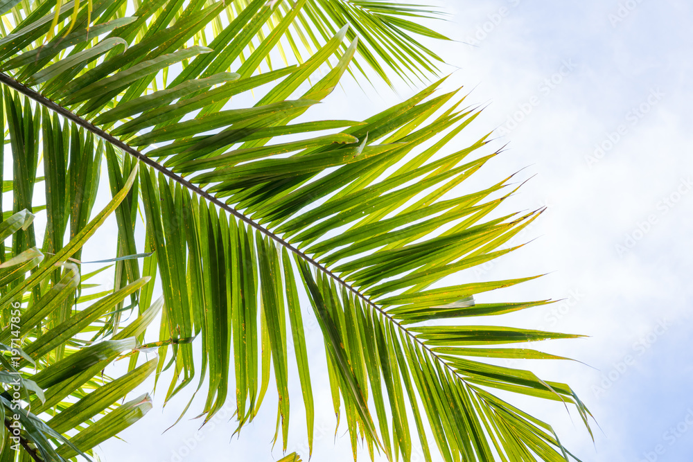 Palm tree leaves against sky background. Tropical scenery background.