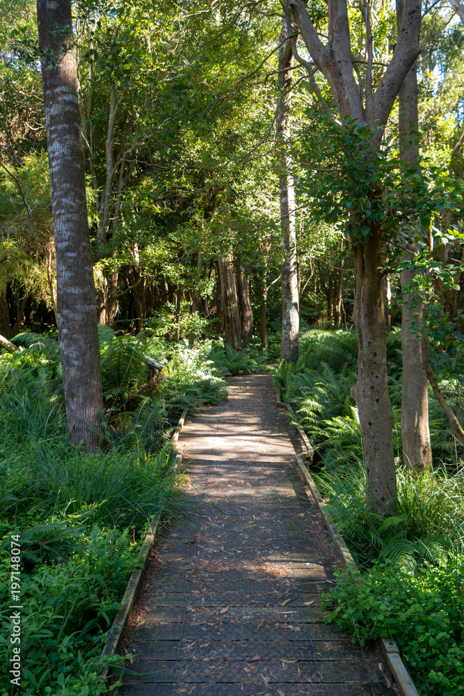 Lili Pily boardwalk - Wilson's Promontory National Park in Victoria Australia Lili Pily boardwalk - Wilson's Promontory National Park in Victoria Australia