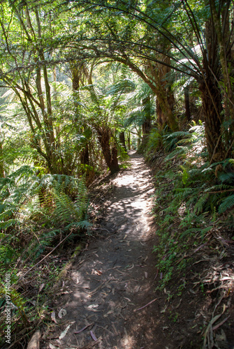 Walking a trail through a forest of  tree ferns © Steve Scott
