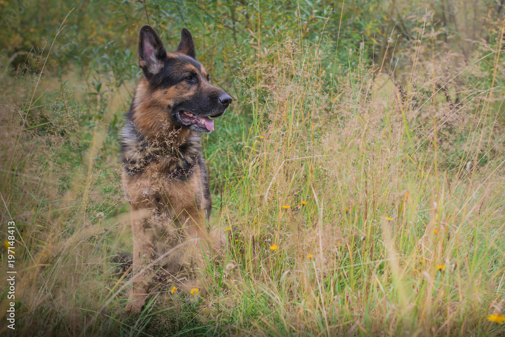 German shepherd dog in sunny autumn German shepherd dog in sunny autumn