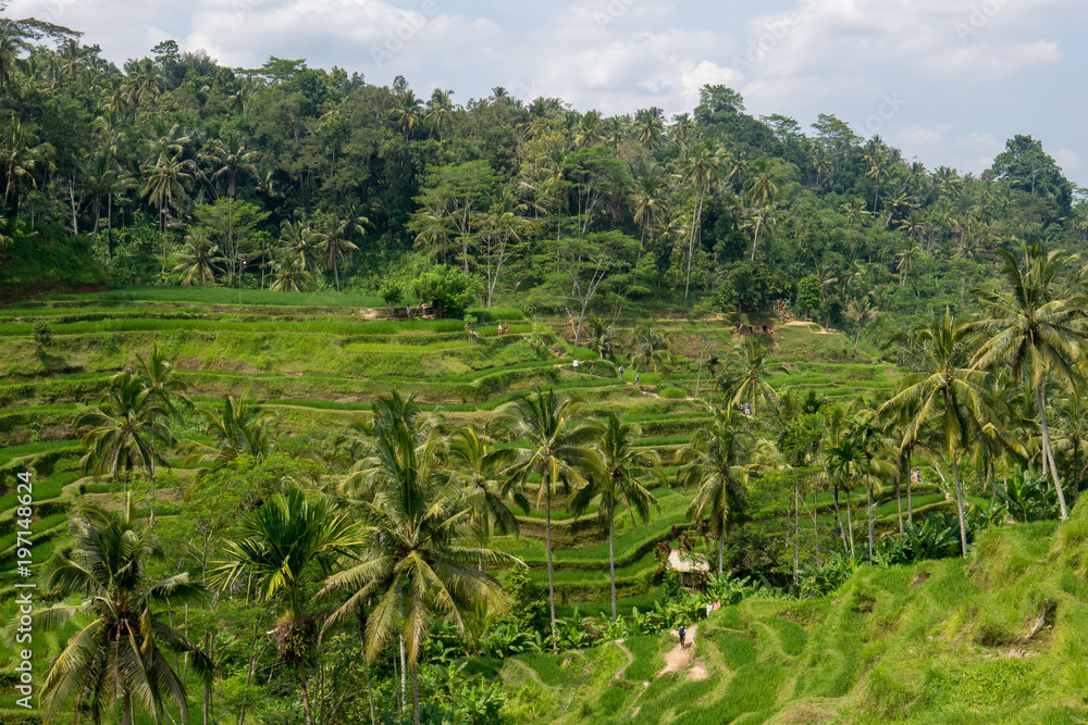 Rice terraces near Ubud in Bali