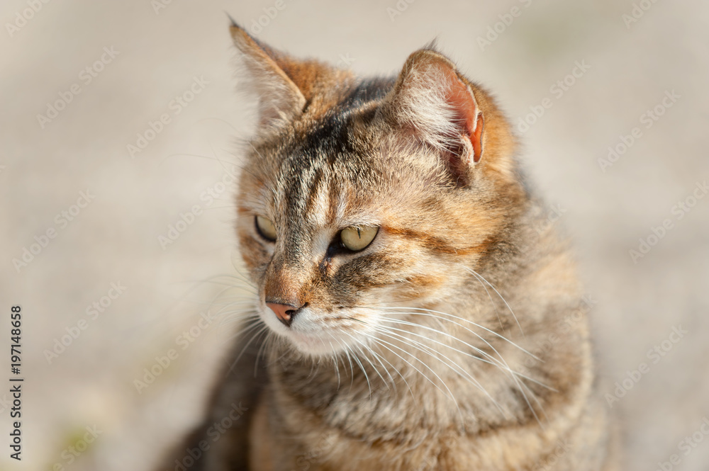 Katzenportrait