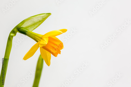 Fototapeta Naklejka Na Ścianę i Meble -  daffodils or narcissus