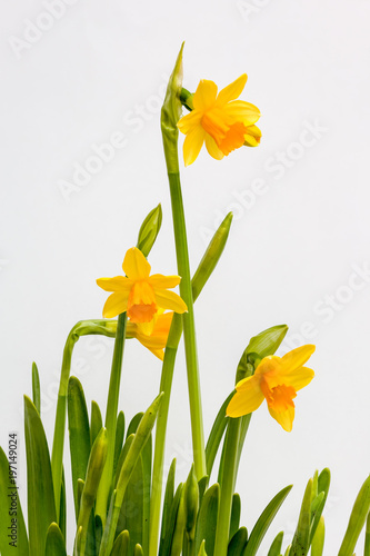 daffodils or narcissus