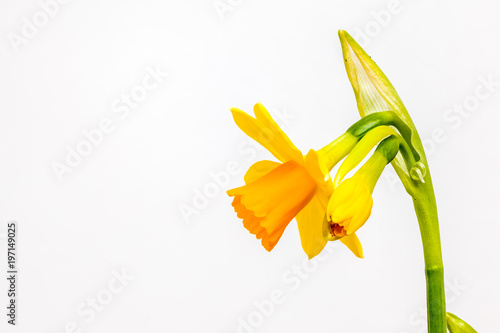 Fototapeta Naklejka Na Ścianę i Meble -  daffodils or narcissus