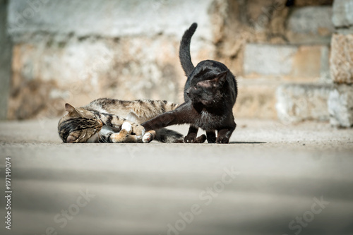 catfight photo