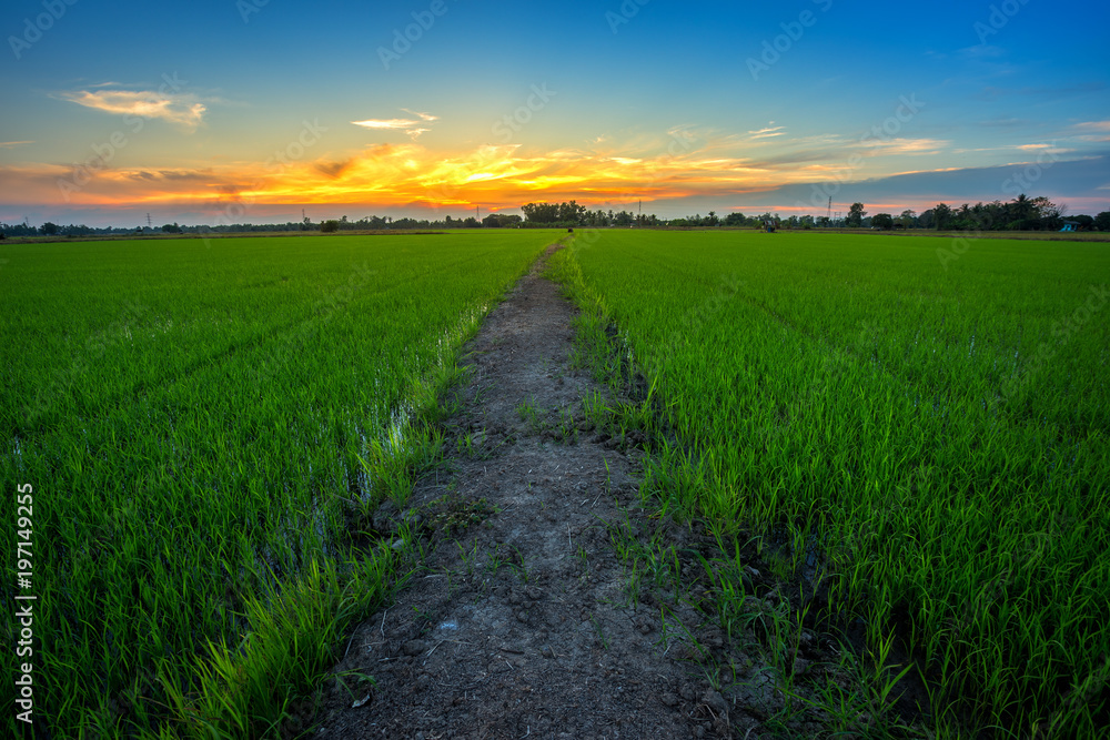 Obraz premium Beautiful green cornfield with sunset sky background.