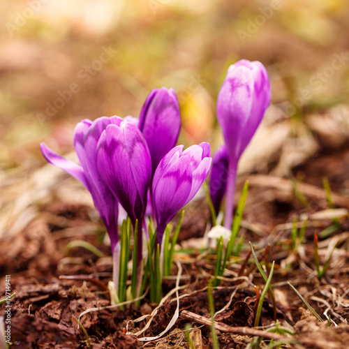 Blossom of crocuses at spring in the mountains.