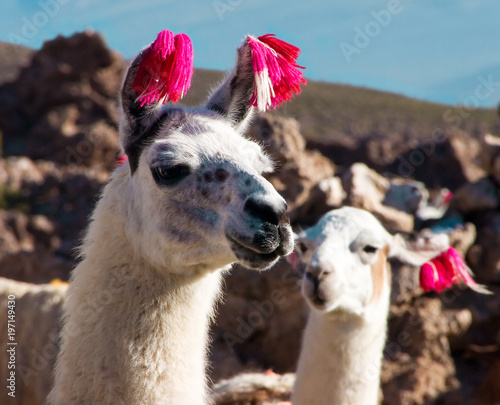 Portrait of a male and female llamas close-up