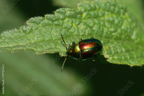 Macro of the green-red Caucasian beetle Chrysomelids photo