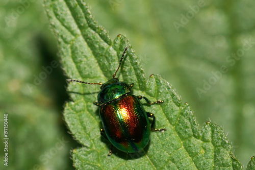 Macro of a small green-red Caucasian beetle Chrysomelids photo