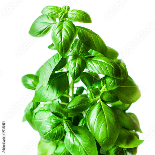 Fresh green basil plant in a pot for healthy cooking isolated on white background. 